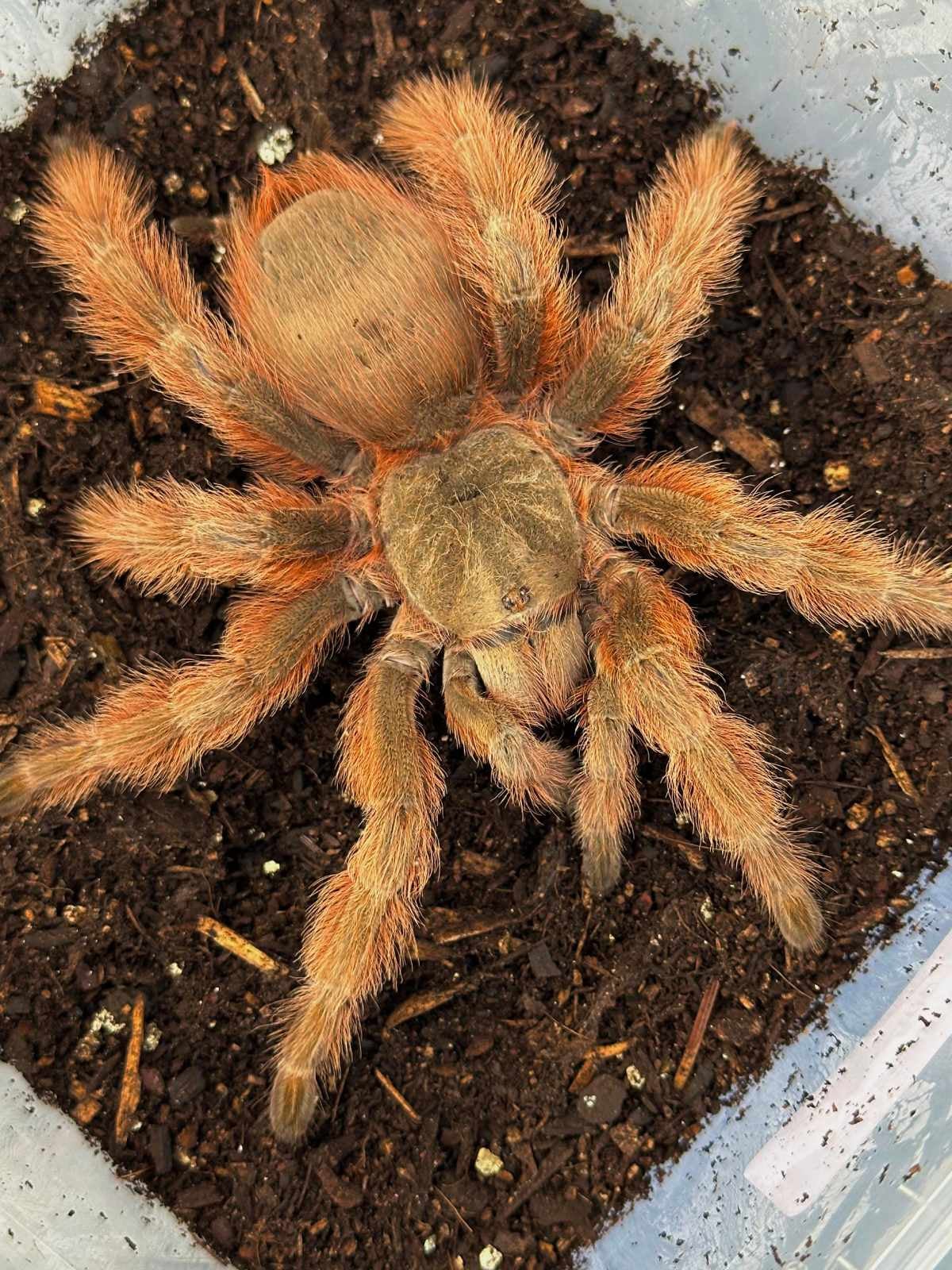 Nhandu Tripepii Brazilian Giant Blonde Cm Female Bugnut Limited