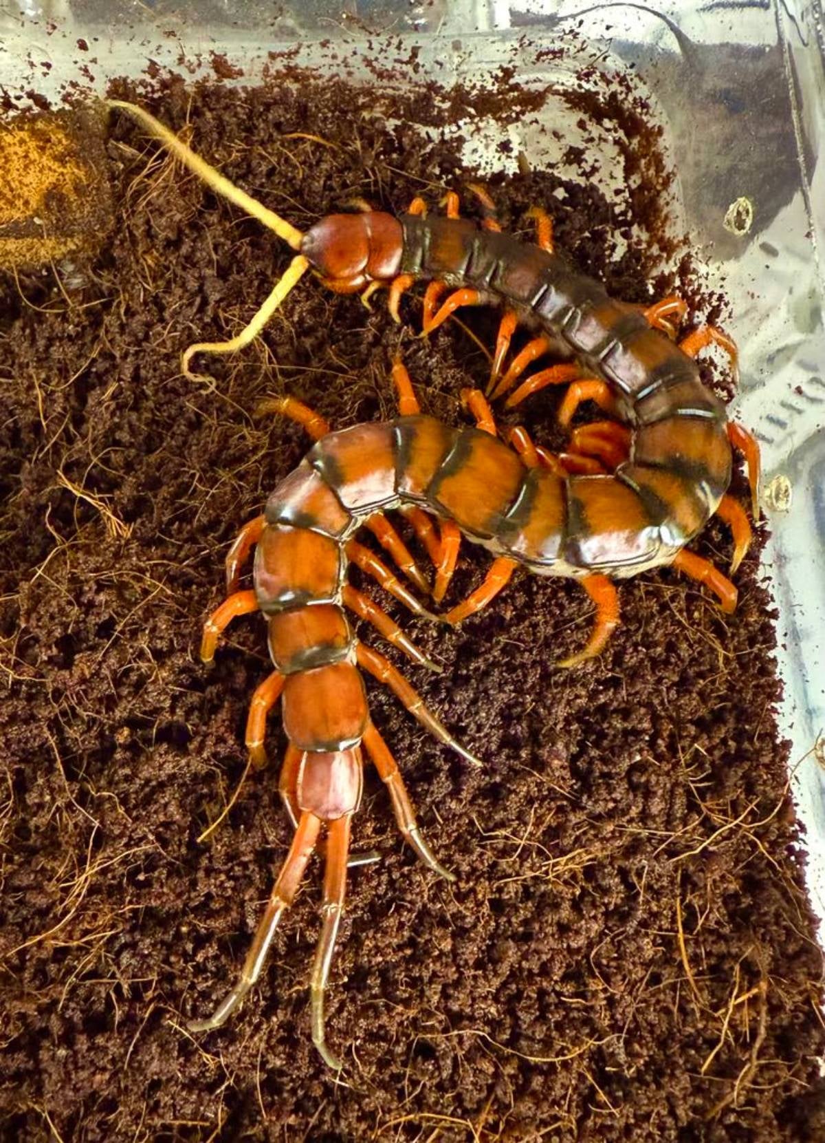 Bugnut Limited