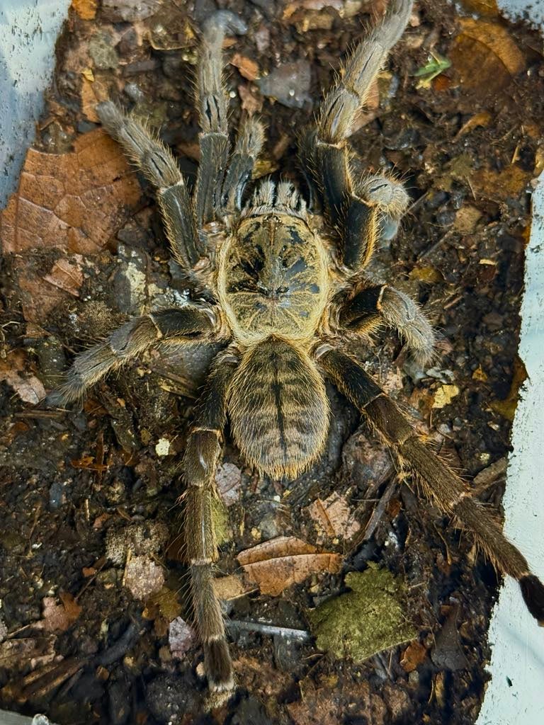 Cyriopagopus sp. “Lam Dong” - Lam Dong Earth Tiger (Sub Adult / Adult ...