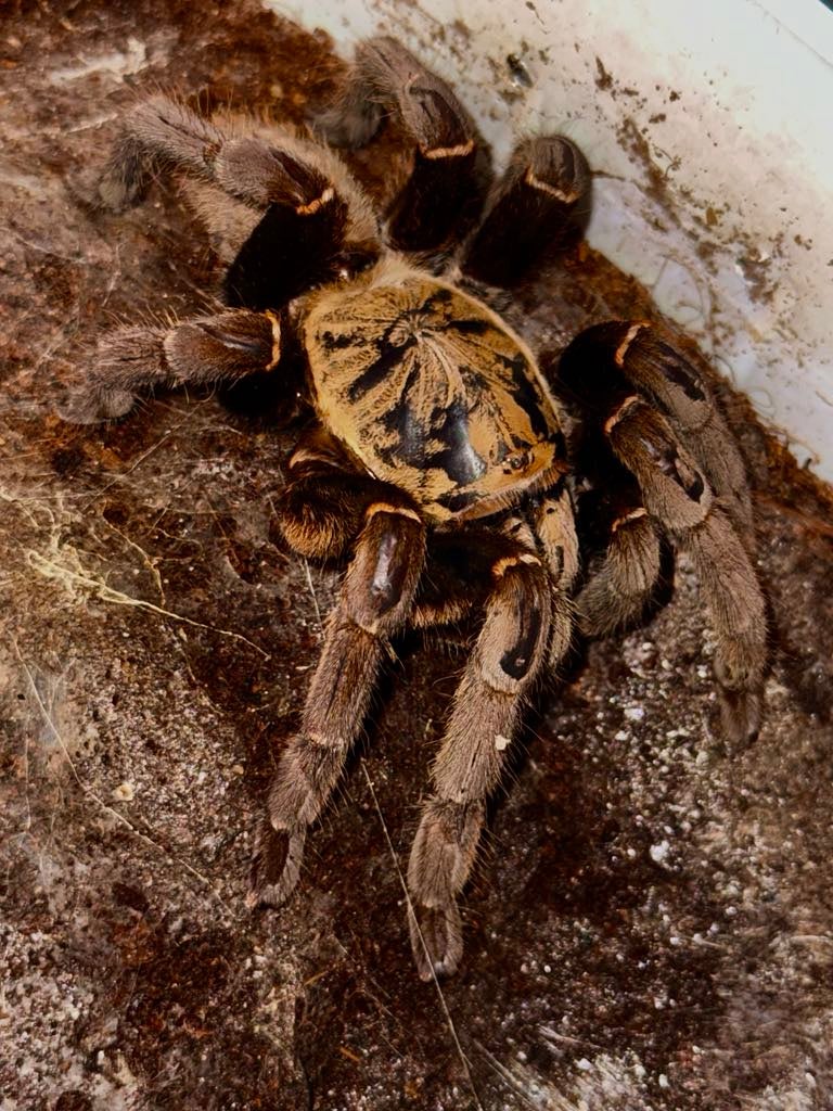 Cyriopagopus sp. “Bach Ma” - Bach Ma Earth Tiger (Sub Adult / Adult ...