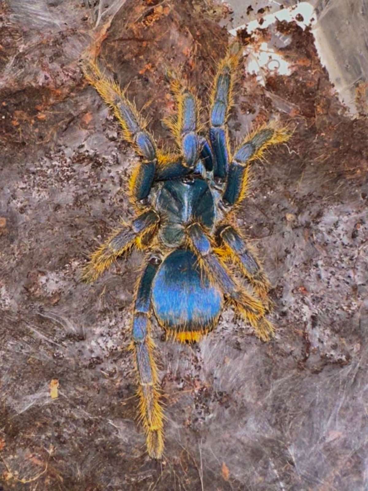 Ornithoctoninae sp. “Vietnam Silver” (3-4CM) | Bugnut Limited
