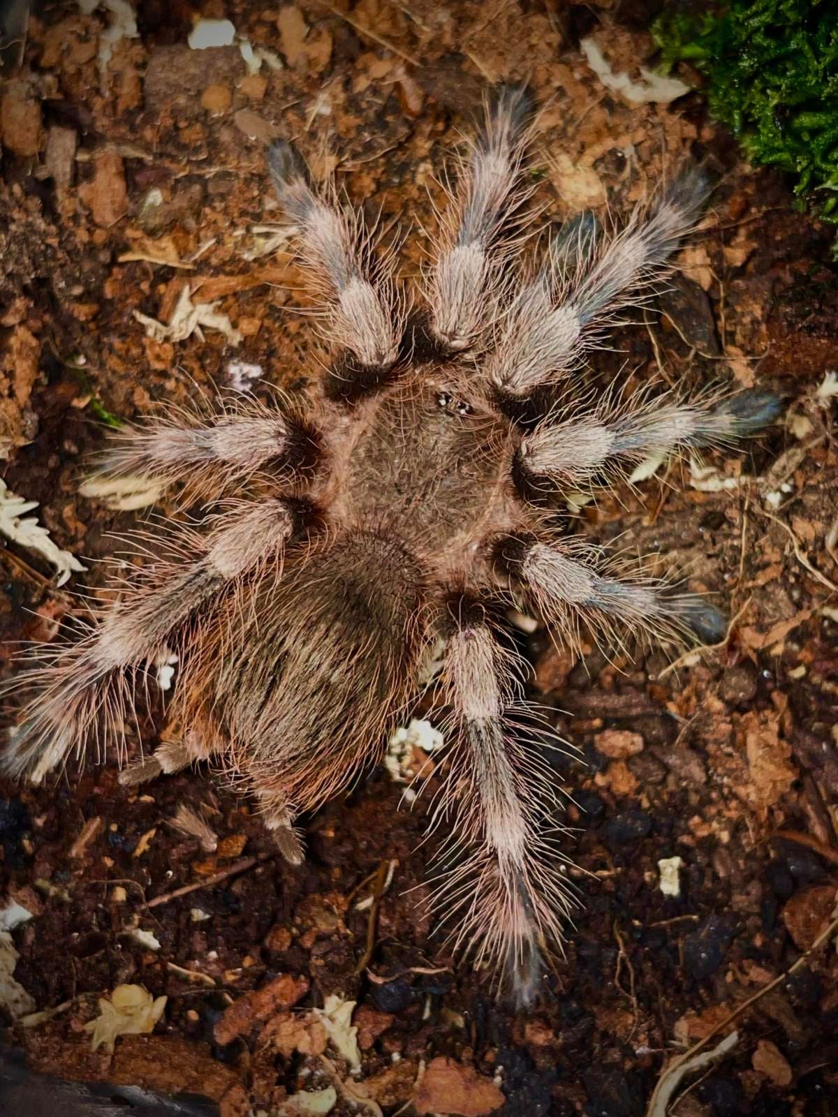 Nhandu tripepii - Brazilian Giant Blonde (6-7CM) | Bugnut Limited