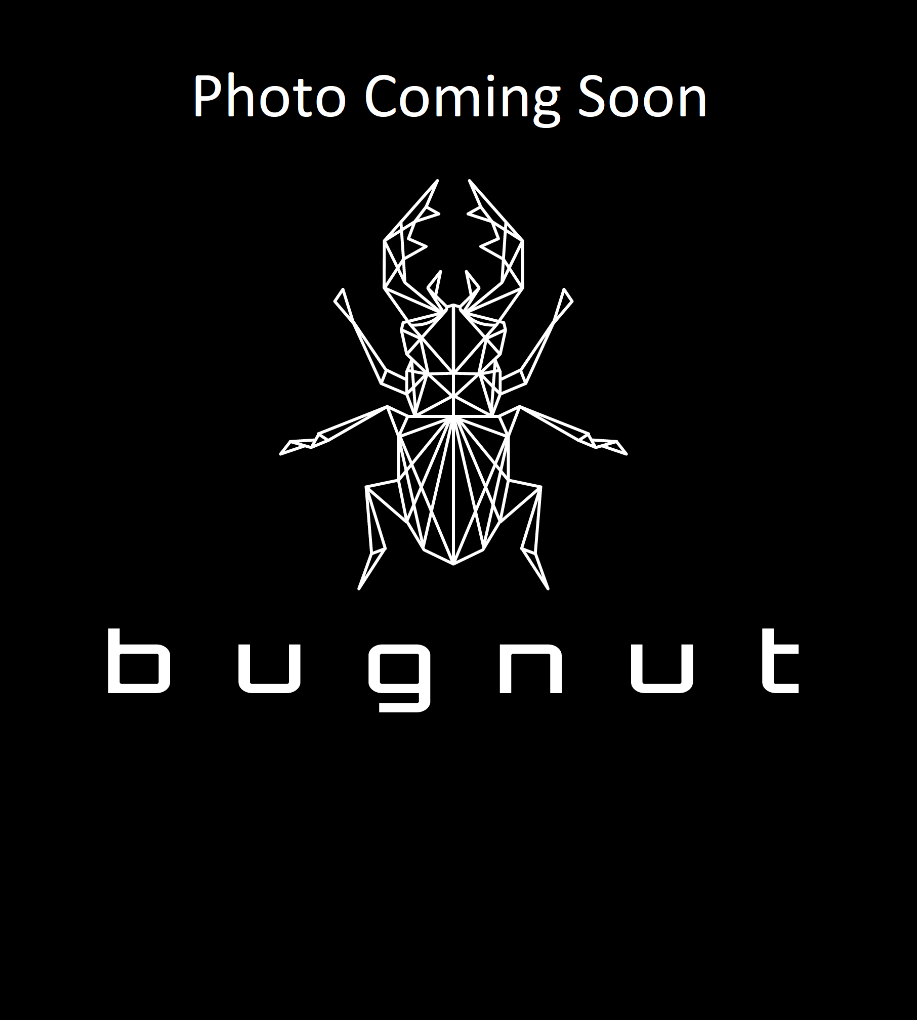 Ceratogyrus sanderi - Sandy Horn Baboon (5-6CM Female) | Bugnut Limited