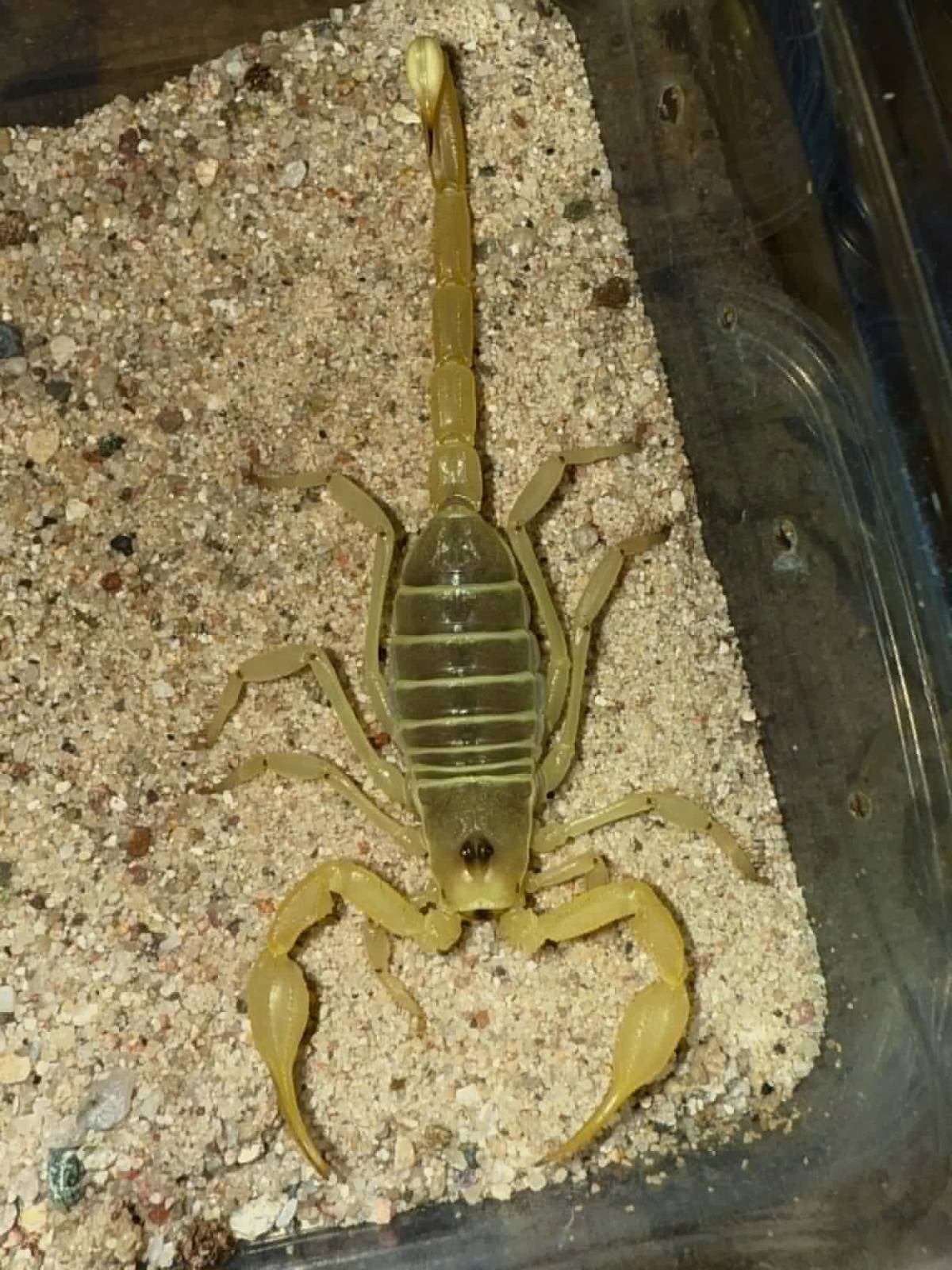 Hadrurus arizonensis - Arizona Desert Hairy Scorpion | Bugnut Limited