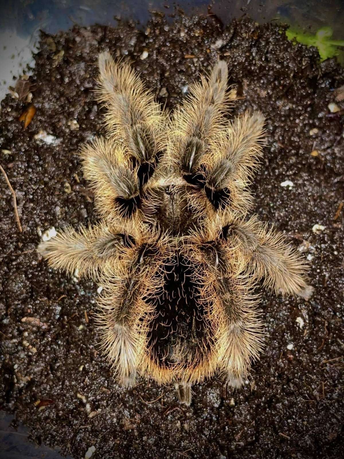 Curly Hair Tarantula Bite