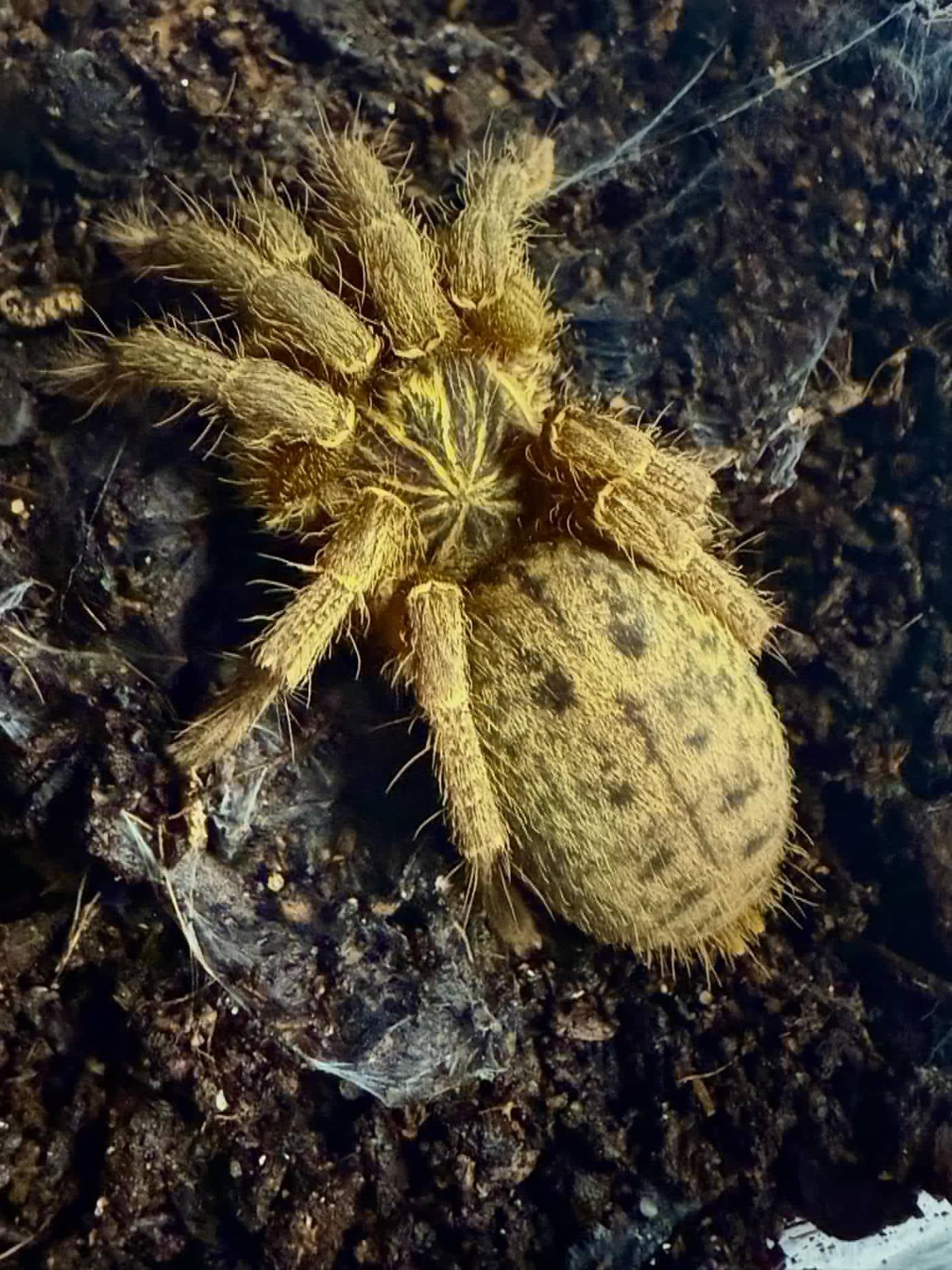 Pterinochilus lugardi - Fort Hall baboon (2-3CM) | Bugnut Limited