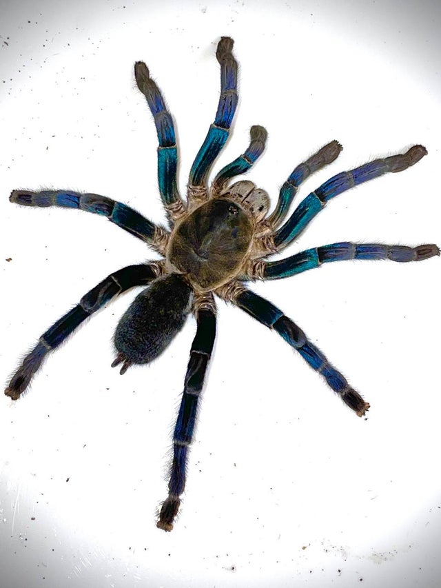 Cyriopagopus lividus - Cobalt blue (Sub Adult / Adult Female)