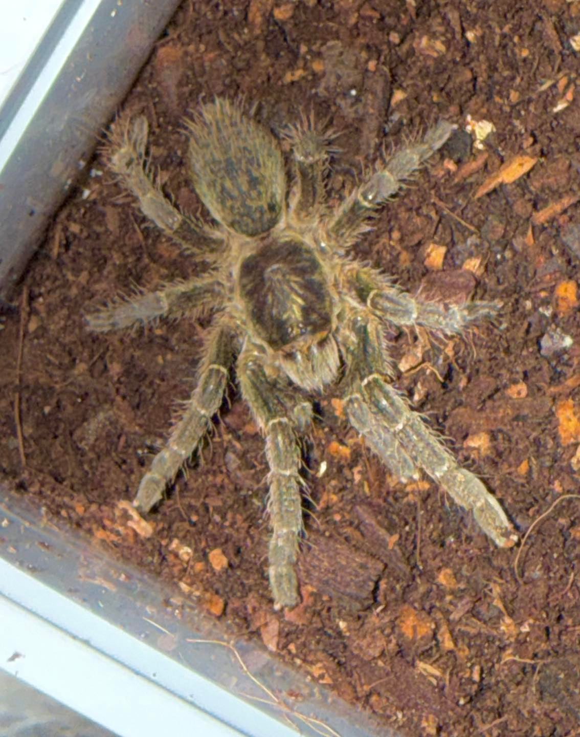Ceratogyrus meridionalis - Zimbabwe Grey Baboon (4-5CM Female) | Bugnut ...