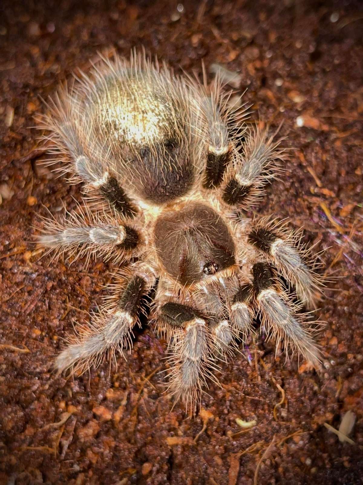 Grammostola pulchripes - Chaco Golden Knee (3-4CM) | Bugnut Limited