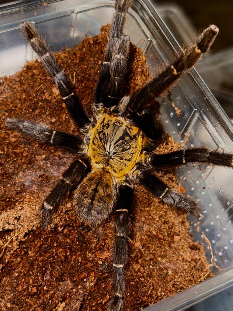 Ornithoctoninae sp. “Ho Chi Minh” - Ho Chi Minh Earth Tiger (Sub Adult ...