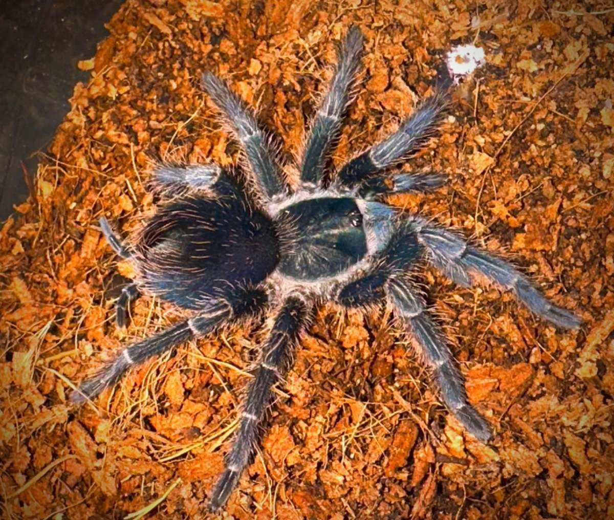Phormictopus atrichomatus - Red Island Birdeater (5-6CM Female ...