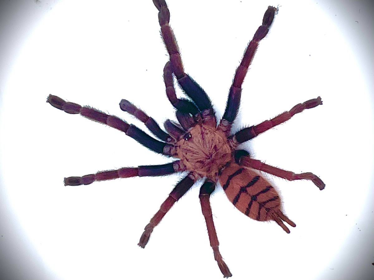 Chilobrachys fimbriatus - Indian Violet Tarantula | Bugnut Limited