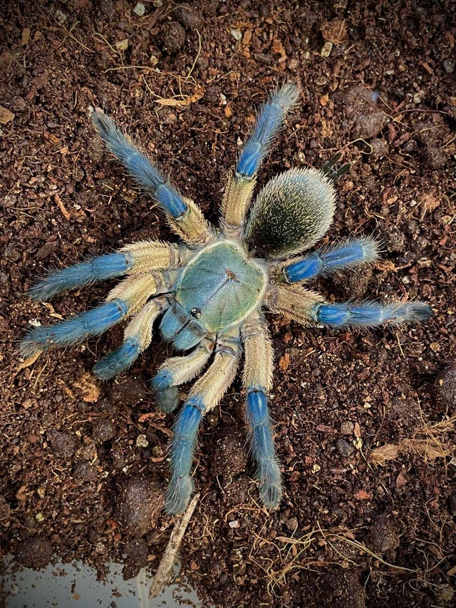 Monocentropus balfouri - Socotra Island Blue Baboon (Adult Female)