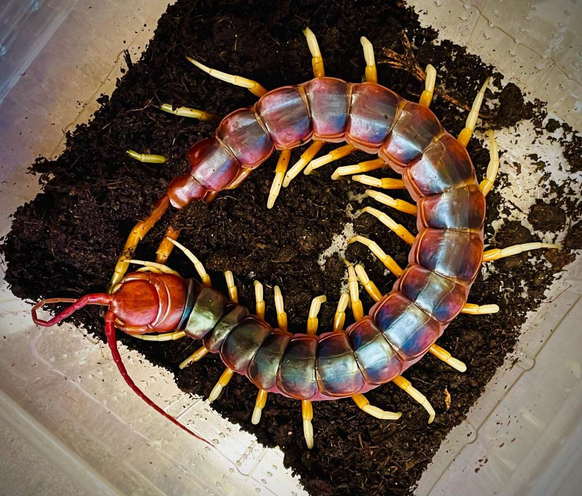 Scolopendra sp. Peruvian giant white leg centipede Bugnut Limited
