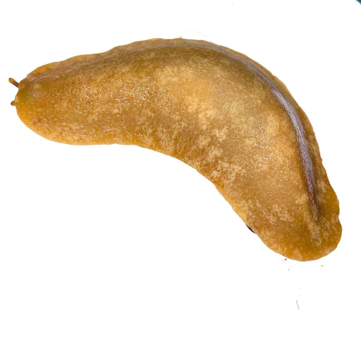 Veronicella sloanii - The Pancake Slug (Sub Adult / Adult) | Bugnut Limited