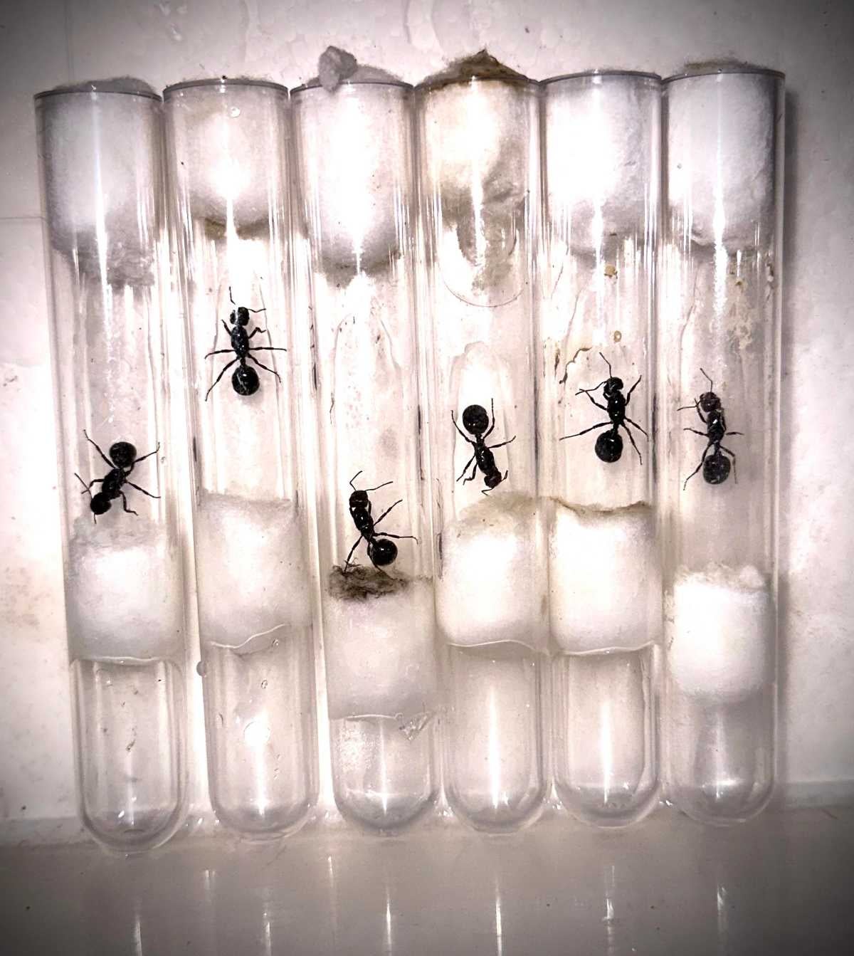 Messor barbarus - Spanish Harvester Ant Queen | Bugnut Limited