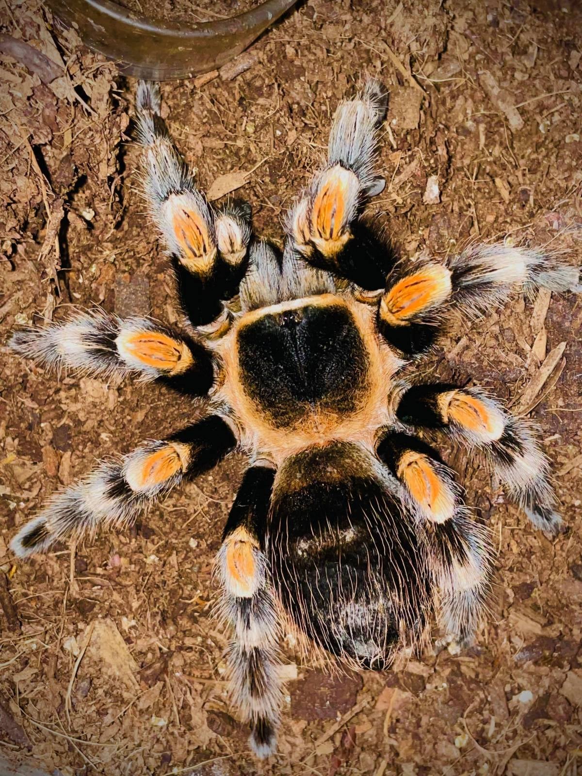 Brachypelma hamorii - Mexican Red Knee (2-3CM) | Bugnut Limited