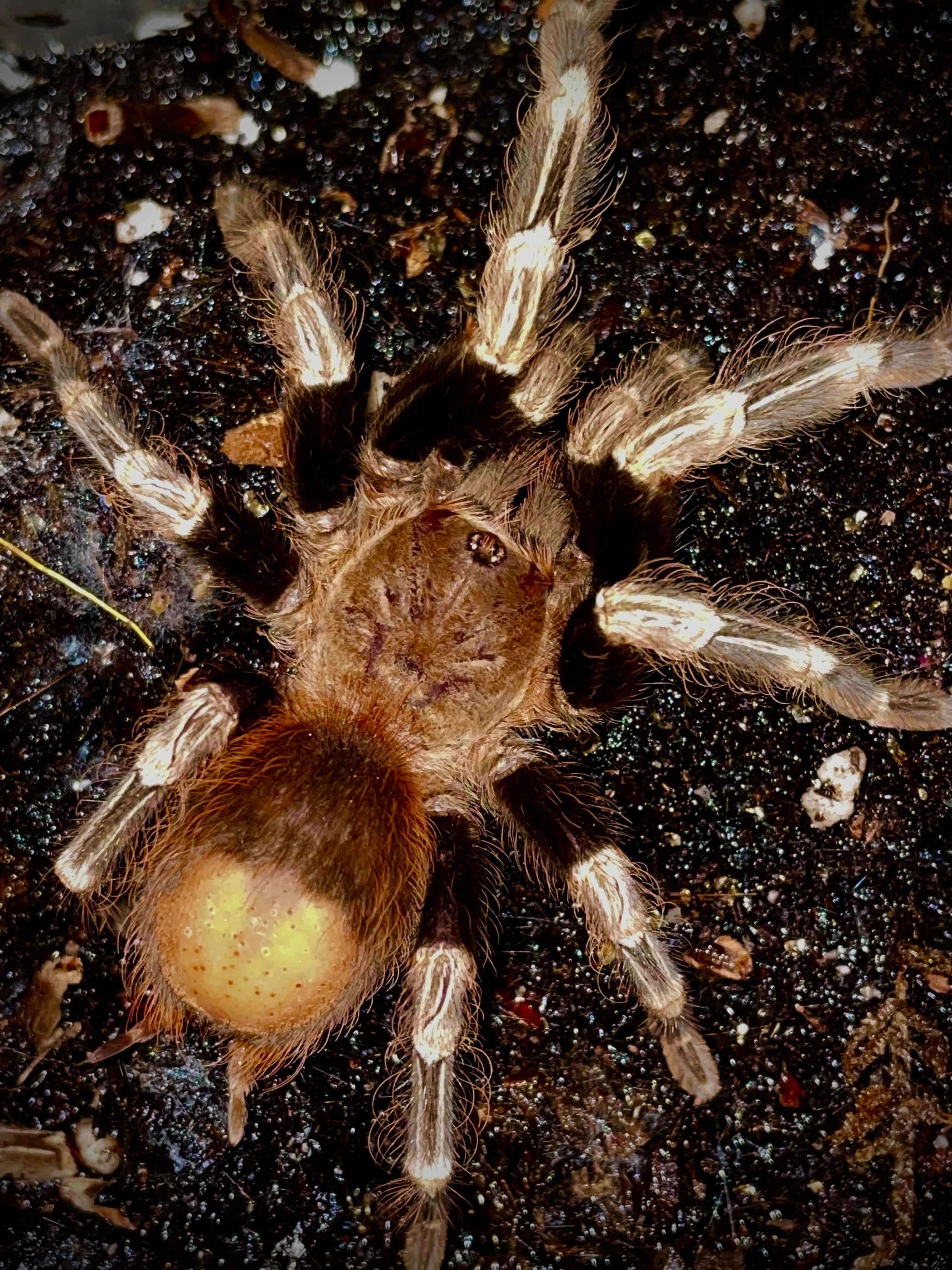 Nhandu Chromatus - Brazilian Red And White (Adult Female) | Bugnut Limited