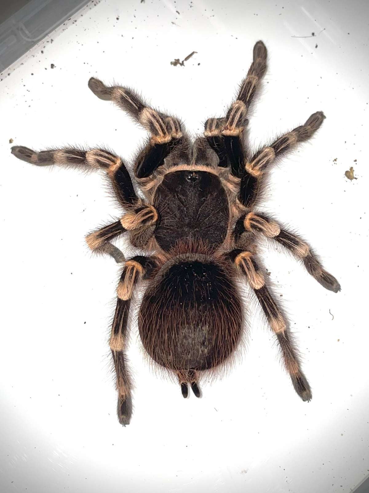 Acanthoscurria geniculata - Brazilian White Knee (5-6CM) | Bugnut Limited