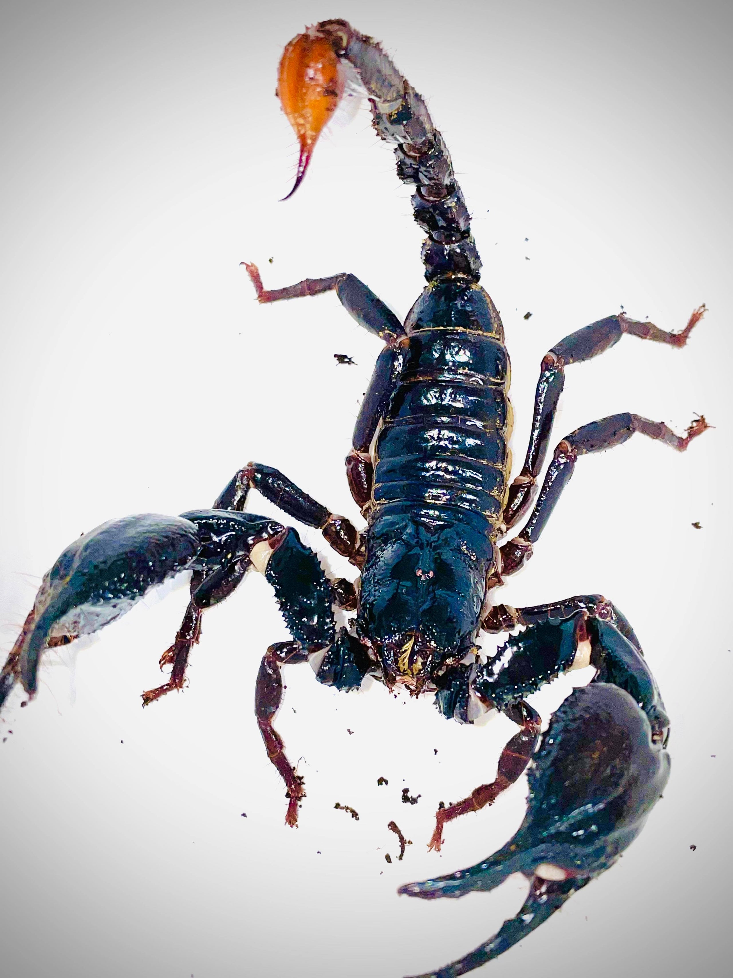 Heterometrus spinifer - Asian forest scorpion | Bugnut Limited